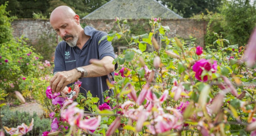 A gardener deadheads plants at Mount Stewart. Photo credit: National Trust Images/James Dobson